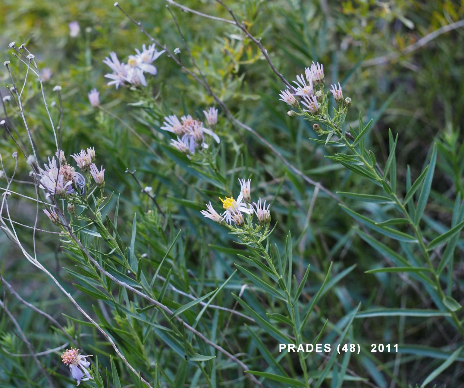 Aster, Three-veined